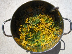 Tansy flowerheads in the dye pot