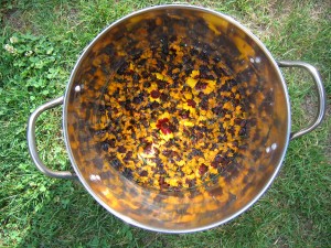 The dyepot of Dyer's Coreopsis