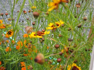 Dyer's Coreopsis